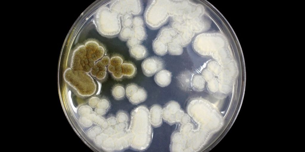 Limosilactobacillus reuteri definicion
